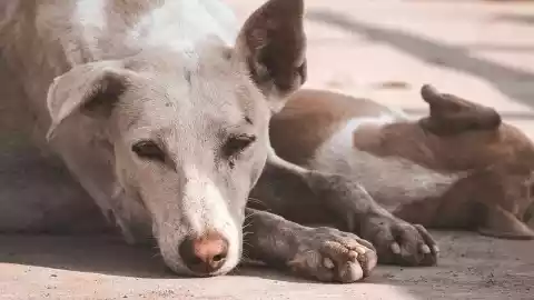 hombre come perro asociación ayuda.jpg