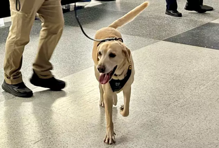 El perro Messi causó sensación en el Aeropuerto Nacional Ronald Reagan de Washington.jpg