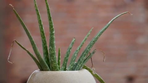 plantas que no necesitan luz