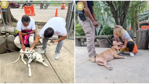 VIDEO: Perritos perdidos durante el Medio Maratón de la CDMX se reencontraron con sus dueños