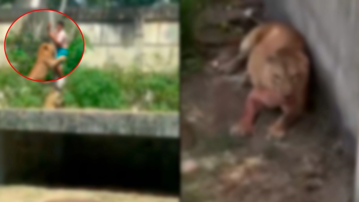 ¡Brutal IMAGEN! ¿Con el rostro desfigurado? Así fue identificado el joven que fue devorado por una leona en Brasil