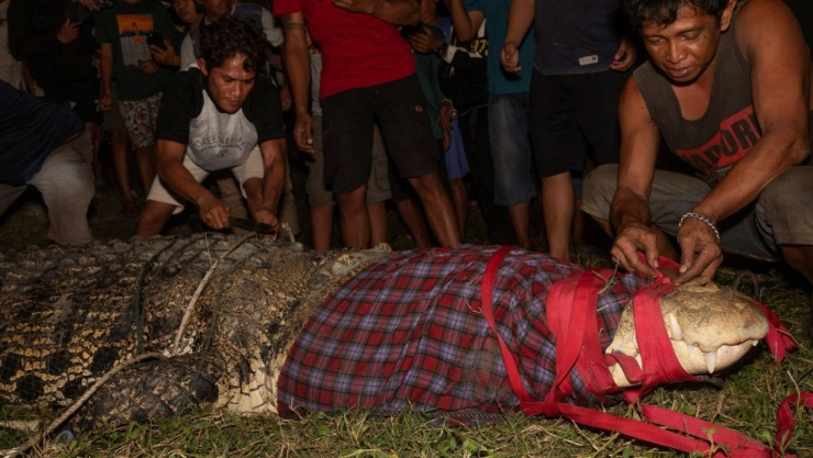 cocodrilo llanta cuello