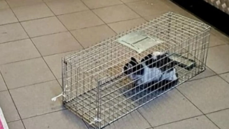 rescatan a un gato Metro CDMX