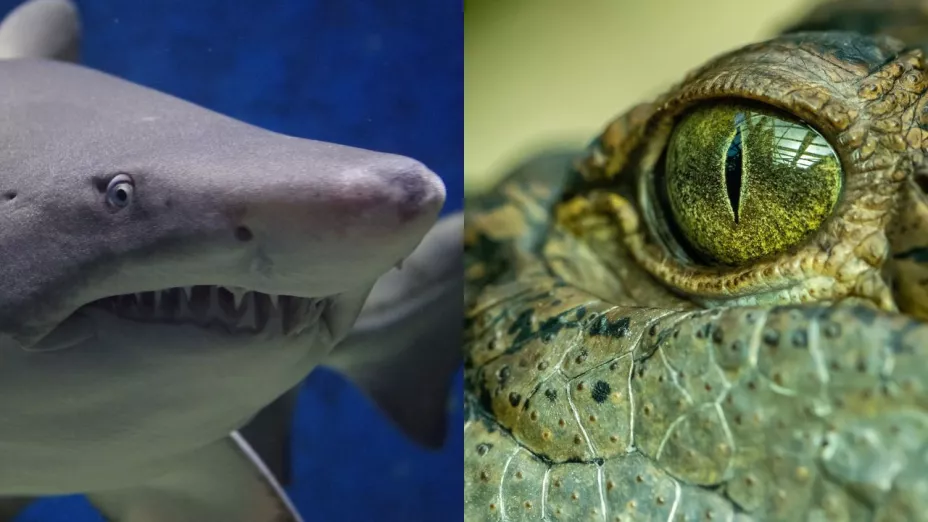 ¿Tiburón o cocodrilo? Esto se sabe de la muerte de extranjero en playas mexicanas