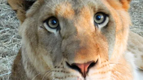 Mujer pierde el brazo tras ser ATACADA por un león en el zoológico; Así ocurrió la tragedia