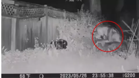 Alien en el patio trasero de una casa en Las Vegas Nevada