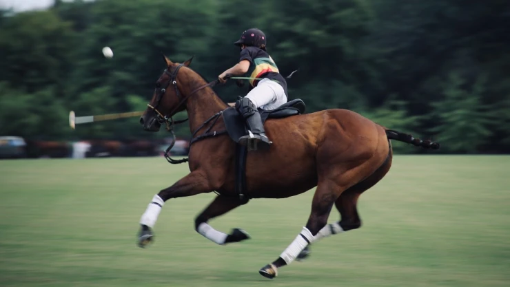 caballo droga carrera.jpg