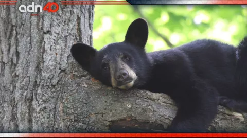 ¿Osito baleado en Nuevo León podrá volver a caminar?