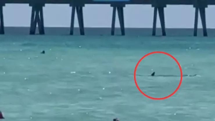 Tiburón se acerca a la orilla en Florida