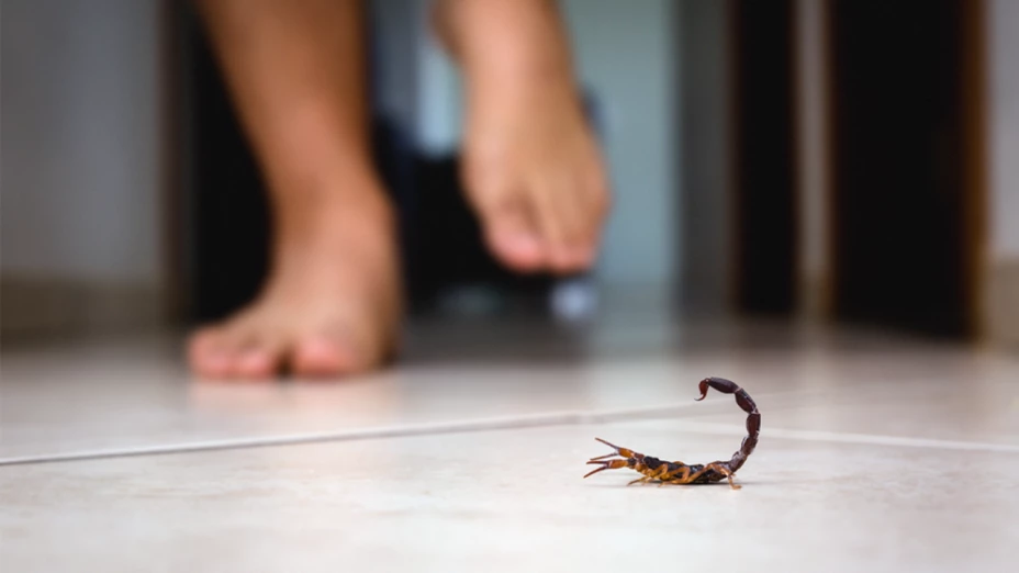 Muere bebé por picadura de alacrán