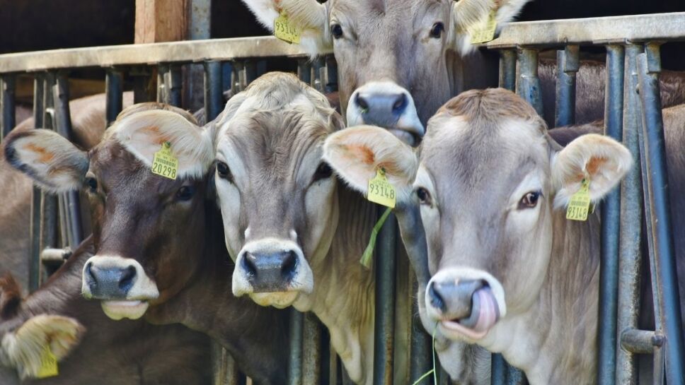 Vacas, letrinas, contaminación, amoniaco c.jpg