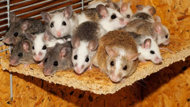 La manera de ahuyentar las ratas de casa con vinagre blanco