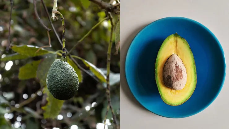 cuidados de un arbol de aguacate.jpg