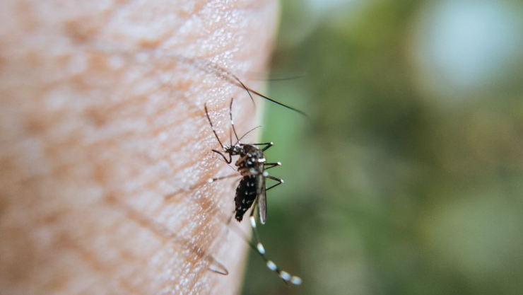¿Cómo hacer una trampa casera para mosquitos efectiva y con cosas de casa?