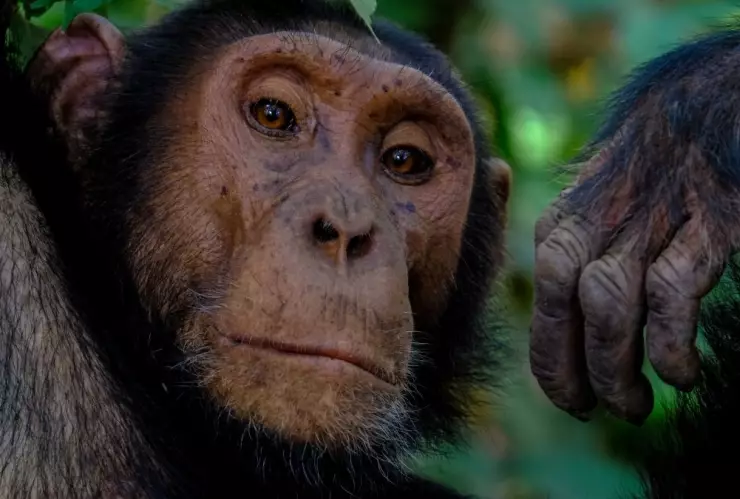 Lepra, chimpancés c.jpg