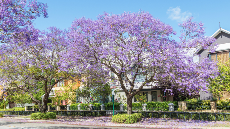 El paso a paso para tener tu propio árbol de jacarandas en tu casa