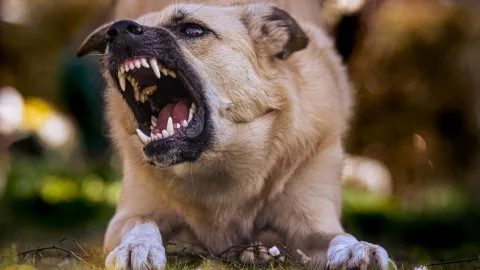 ¡Momentos de horror! Mujer de la tercera edad fue salvajemente atacada por manada de perros en Querétaro