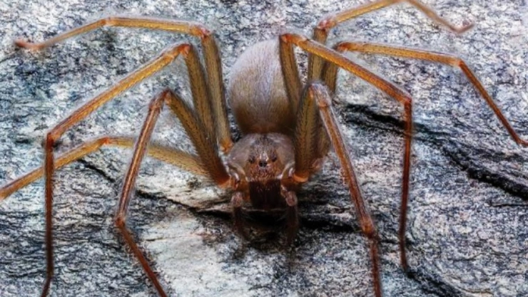 araña violinista Edomex picadura