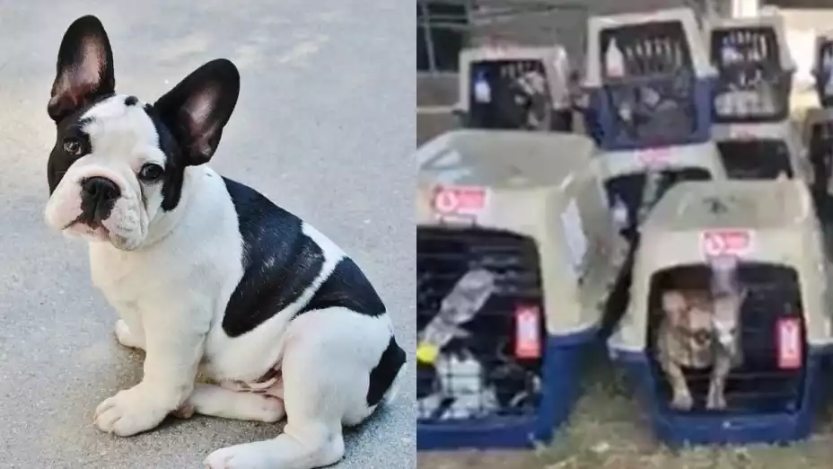 Rescatan perros robados