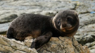 Foca bebé se mete a bar en Nueva Zelanda.png
