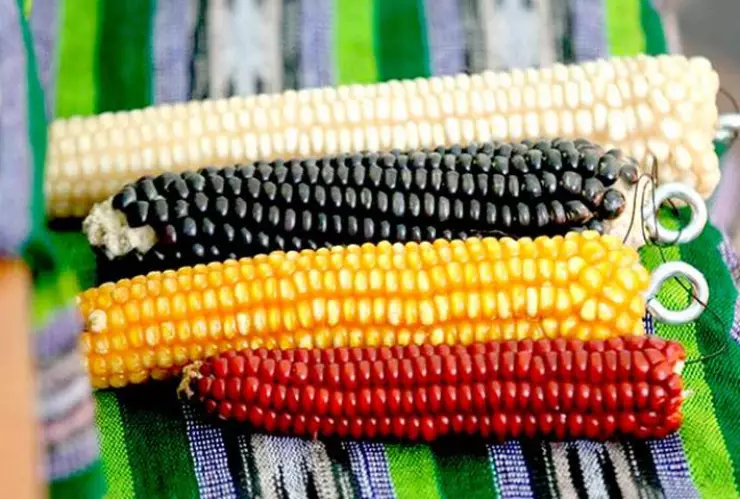 variedades de maíz nativas de México en peligro