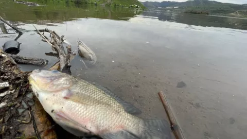 Amanecen peces muertos en la presa Abelardo L. Rodríguez Tijuana