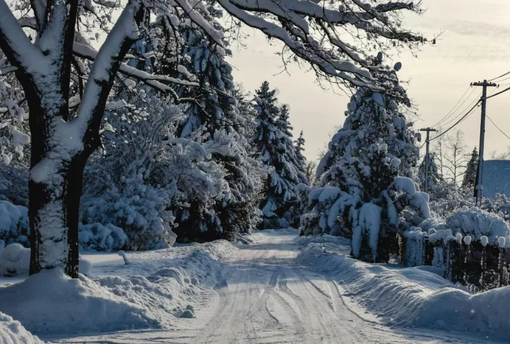 Tormenta invernal provoca alerta por frío extremo y árboles “explosivos” en estos estados