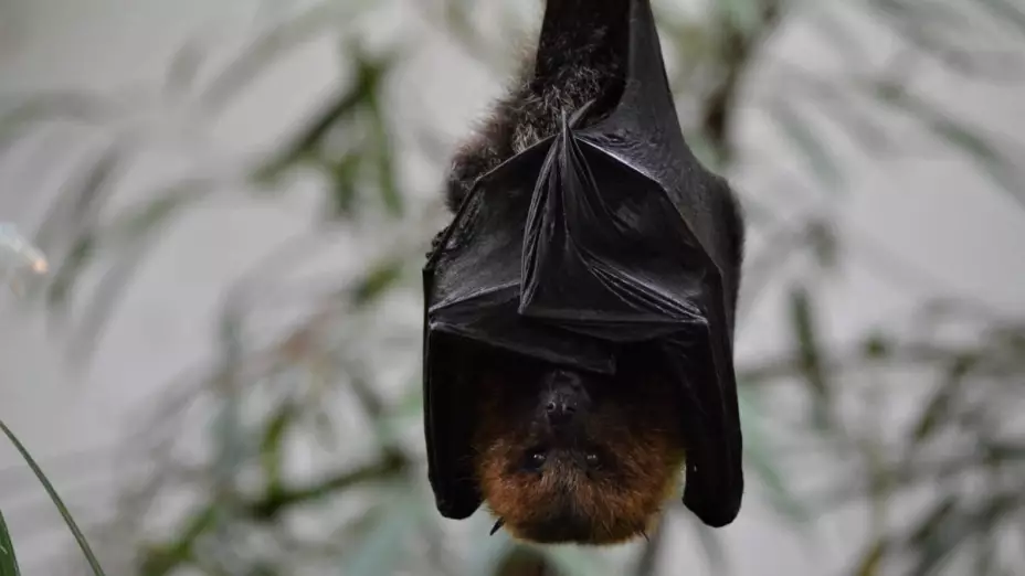 Estudio revela al primer mamífero que se aparea sin necesidad de penetración