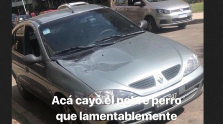 perro