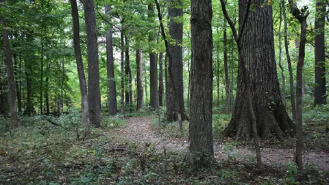 Beall Woods State Park es una reserva natural de Illinois que te transporta a un mundo mágico de un bosque encantado