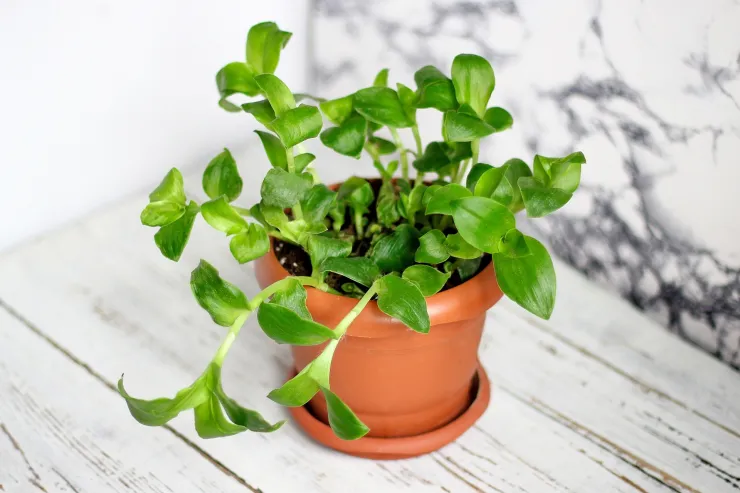 plantas que atraen dinero
