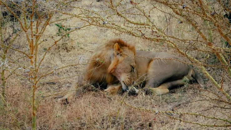 Así murió una niña tras el ataque de un león en Kenia