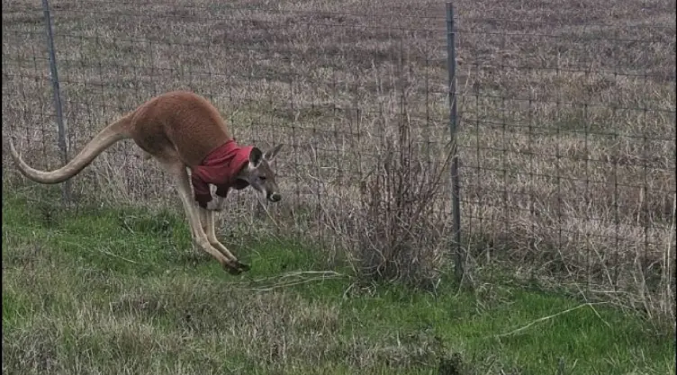 el cangurito con la campera roja saltando sobre el pasto