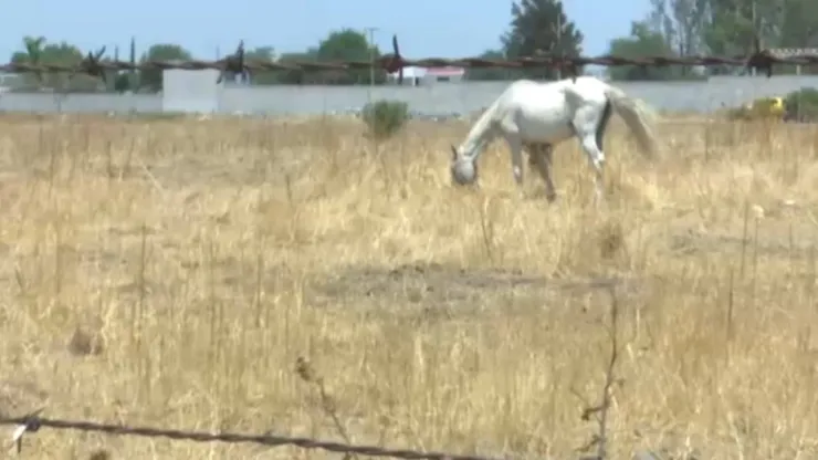 Sin cosecha en los campos de Guanajuato