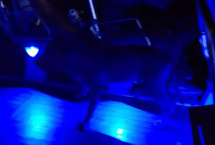 Perrito cruza solo en barco de Isla Mujeres a Cancún