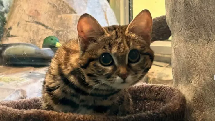 una imagen de la gatita en su espacio protegido