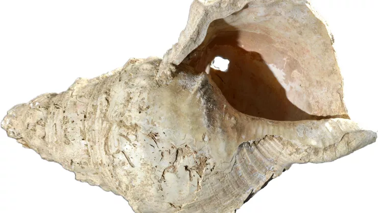 Científicos han revelado cómo suena una gran concha marina ornamentada