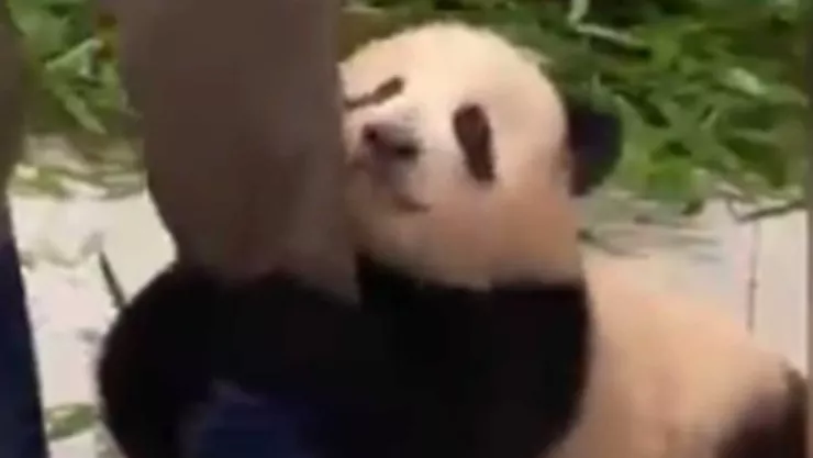 El video de un bebé panda gigante, que se aferra desesperadamente a la pierna de un cuidador de un zoológico de Corea del Sur, ha sido visto por más de 4 millones de veces en YouTube.