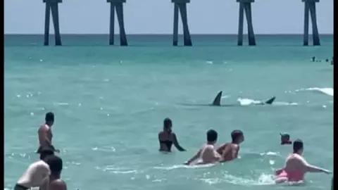Video: Tiburón sorprende a bañistas en playa Navarra en Florida