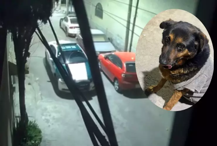 Perrito en CDMX fue atropellado por policías con su patrulla.