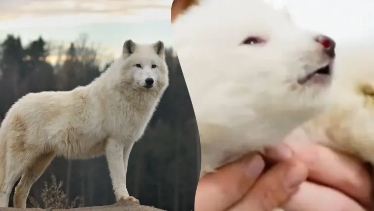 Científicos reviven especie de lobo gigante extinta