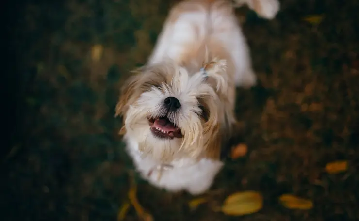 ¿Qué hacer si una aerolínea pierde a tu mascota? Esto dice la ley