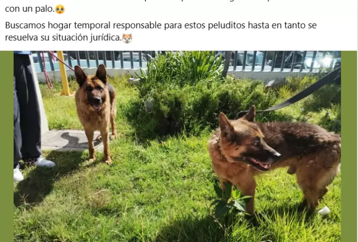 Perritos golpeados en Pachuca