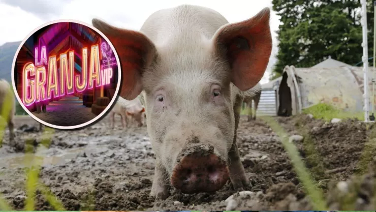 CURIOSIDADES DE LOS PUERQUITOS.jpg