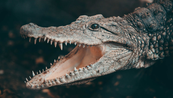 cocodrilo