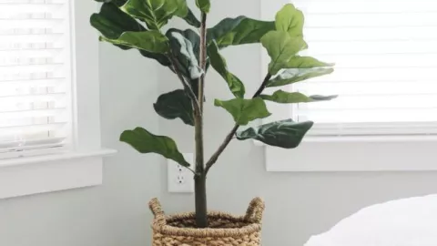 5 plantas de interior que har&aacute;n ver tu casa elegante y cara: las puedes poner en cualquier rinc&oacute;n