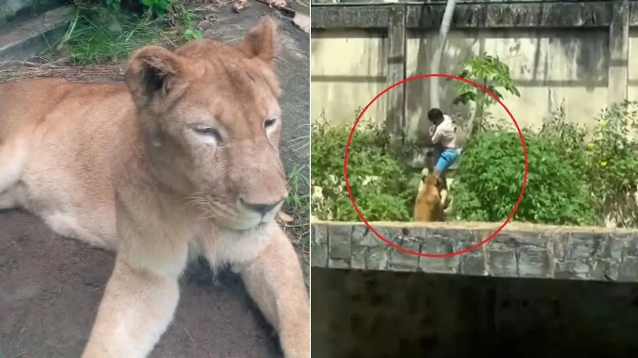 Hombre muere atacado por leona en Brasil tras invadir su ...