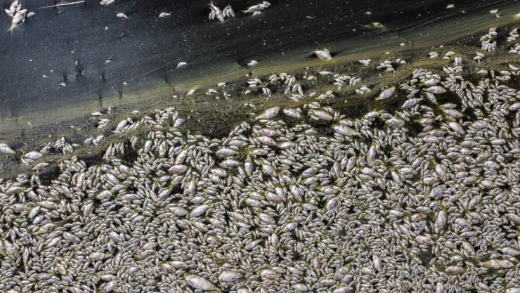 Miles de peces aparecen muertos en la Laguna México en Mexicali.