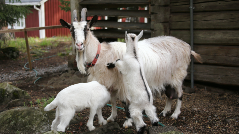 cabra rostro humano cria
