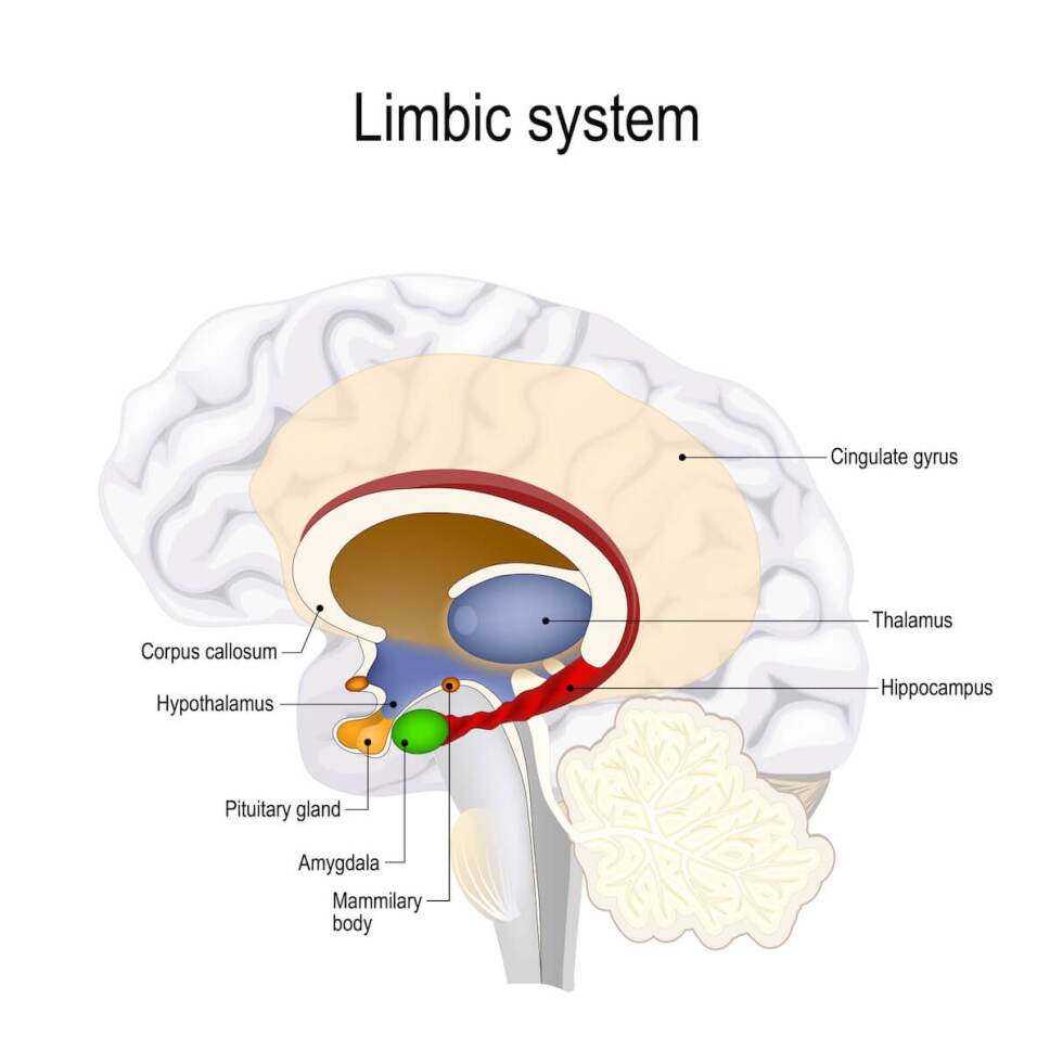 diagrama del sistema limbico
